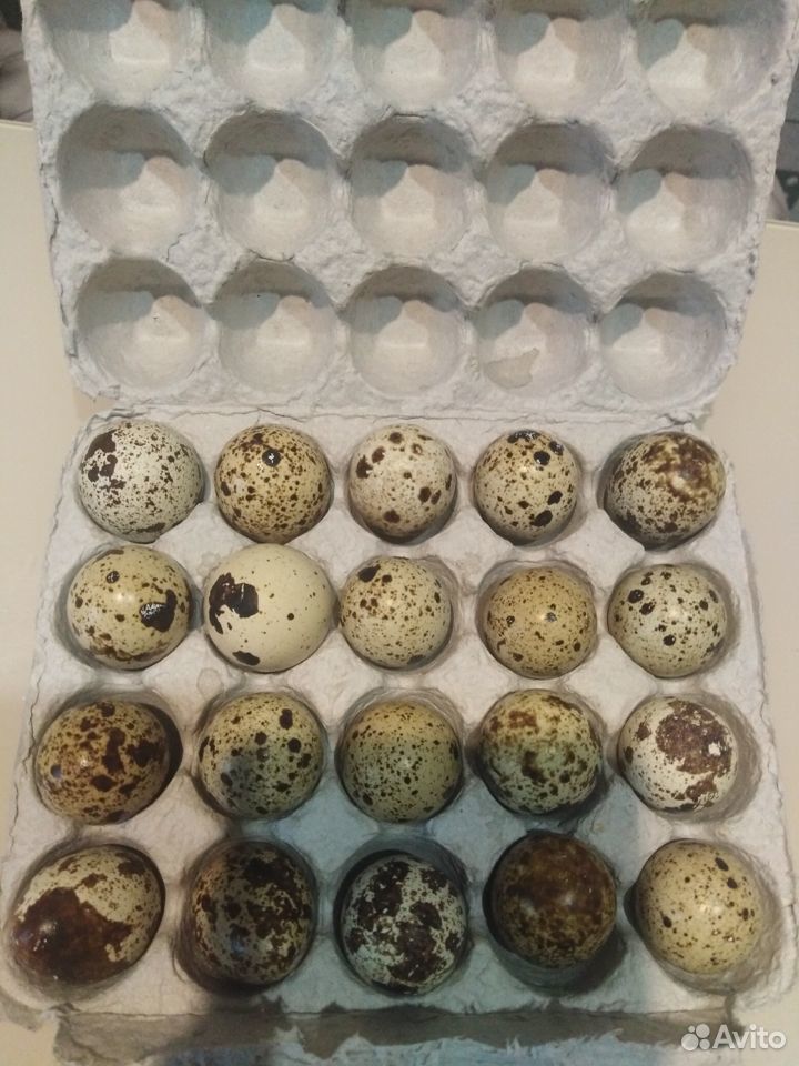 Домашние перепелинные яйца купить на Зозу.ру - фотография № 2