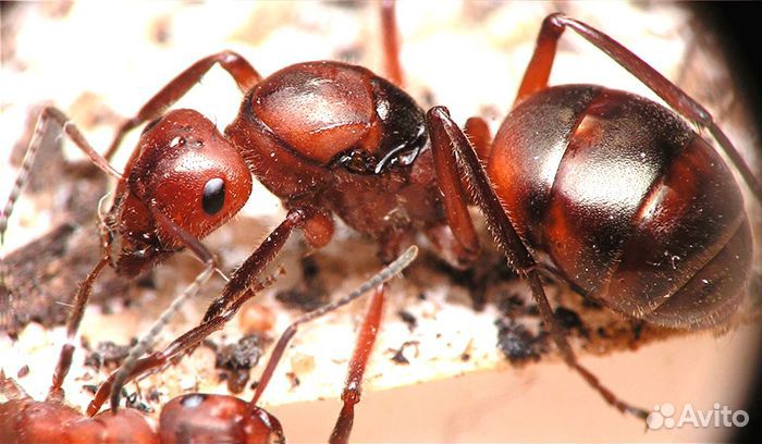 Матка муравья вида Formica truncorum купить на Зозу.ру - фотография № 1