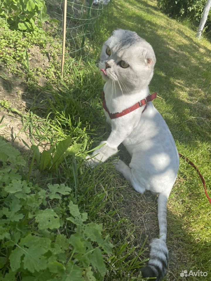 Шотландский кот на вязку купить на Зозу.ру - фотография № 6