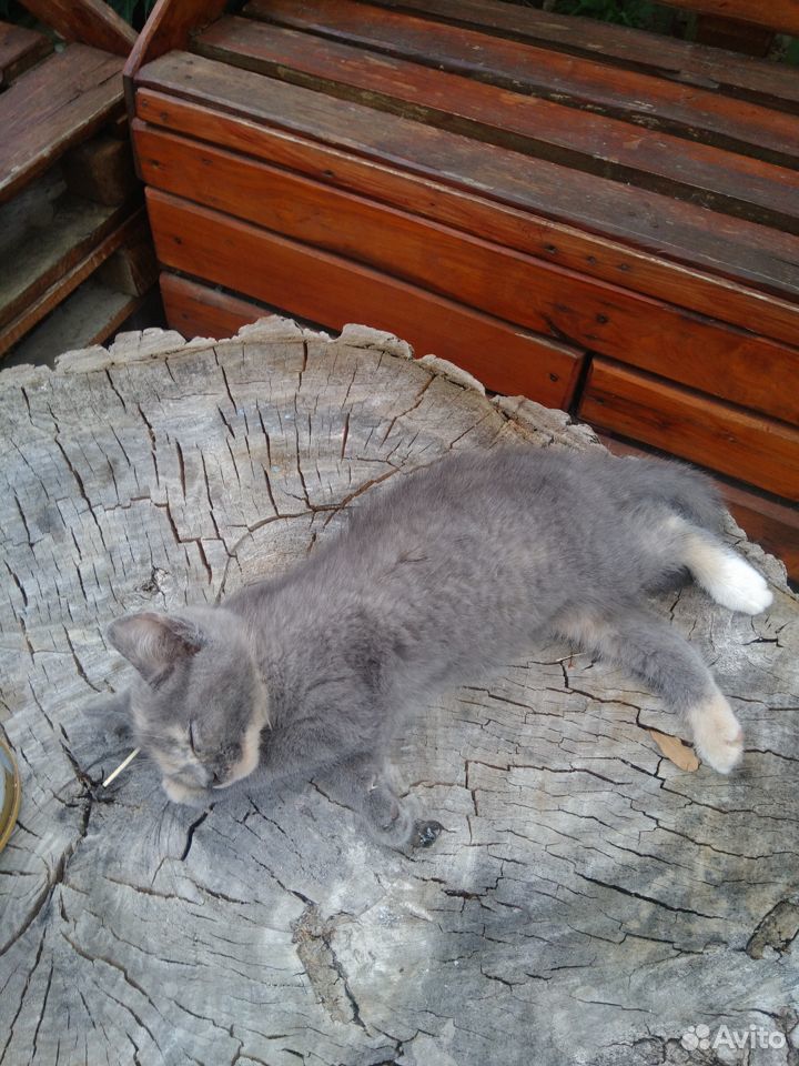 Британский котенок девочка бесплатно купить на Зозу.ру - фотография № 3