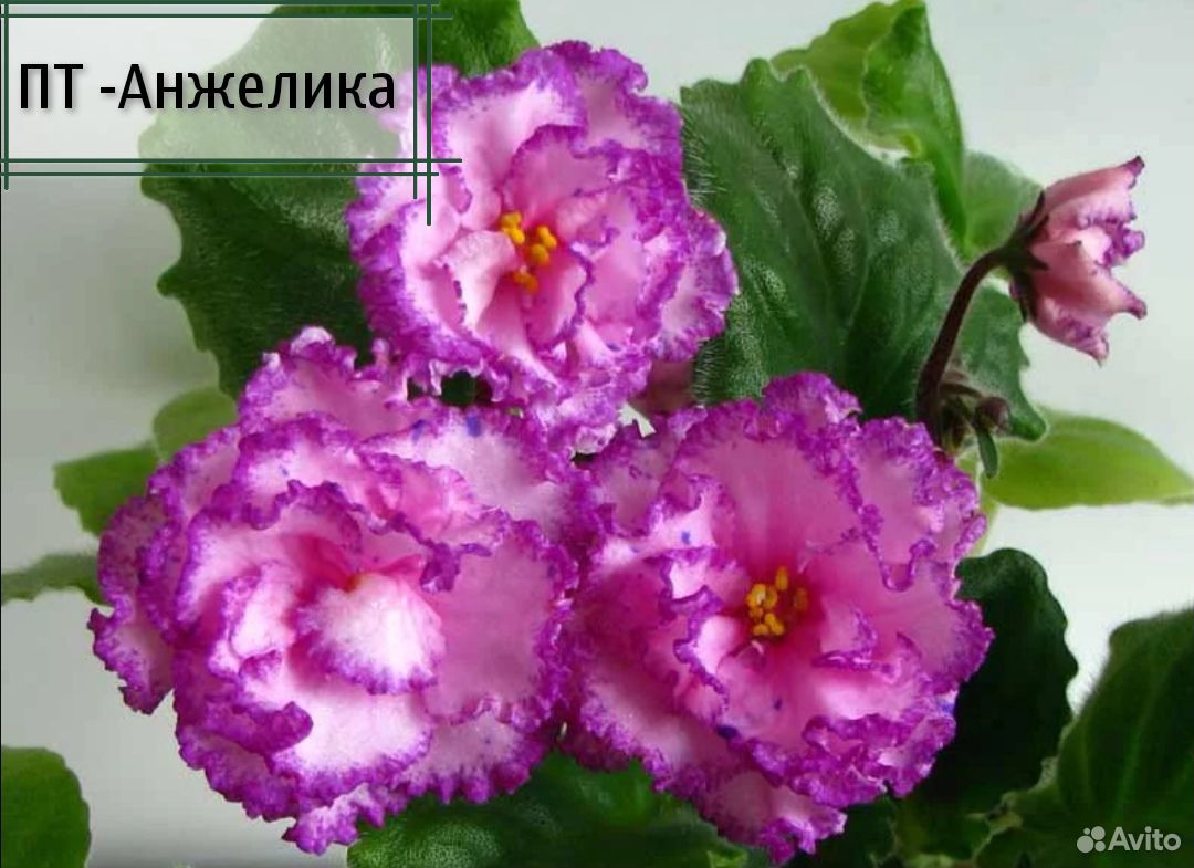 Сорт Фиалки Анжелика Фото