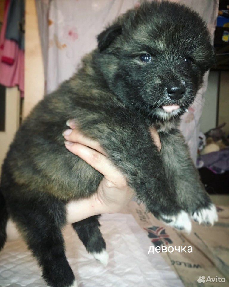 Продам щенков Японской Акита ину купить на Зозу.ру - фотография № 4