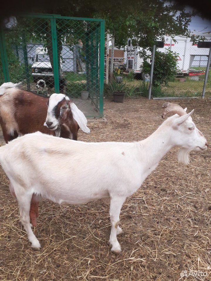 Подаются молочные козы купить на Зозу.ру - фотография № 4