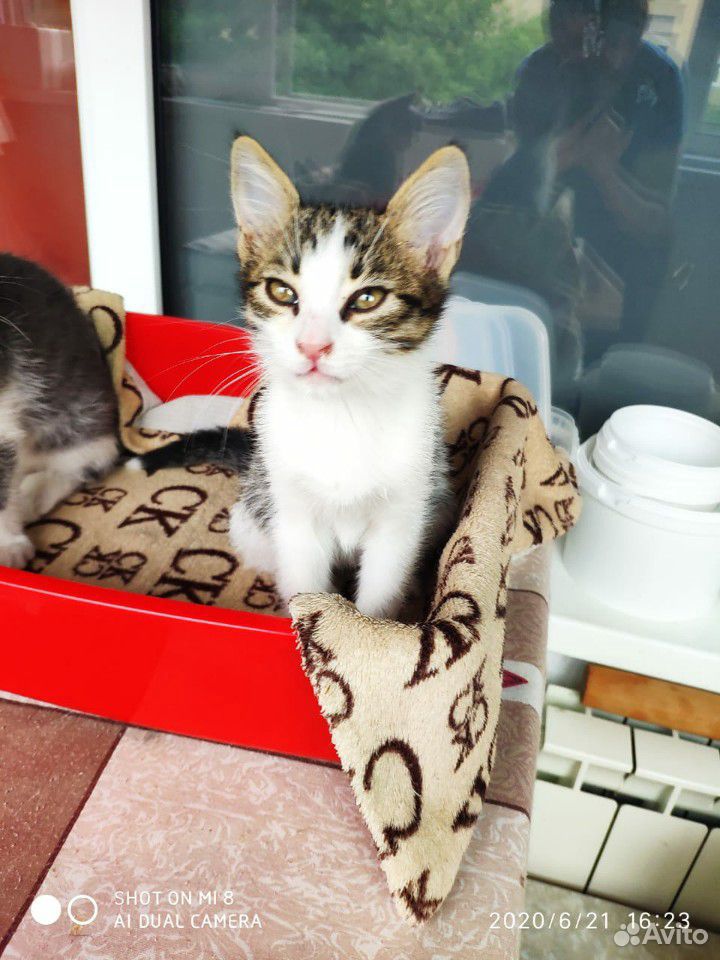 Ласковые котята 3 месяца, бесплатно с доставкой купить на Зозу.ру - фотография № 3