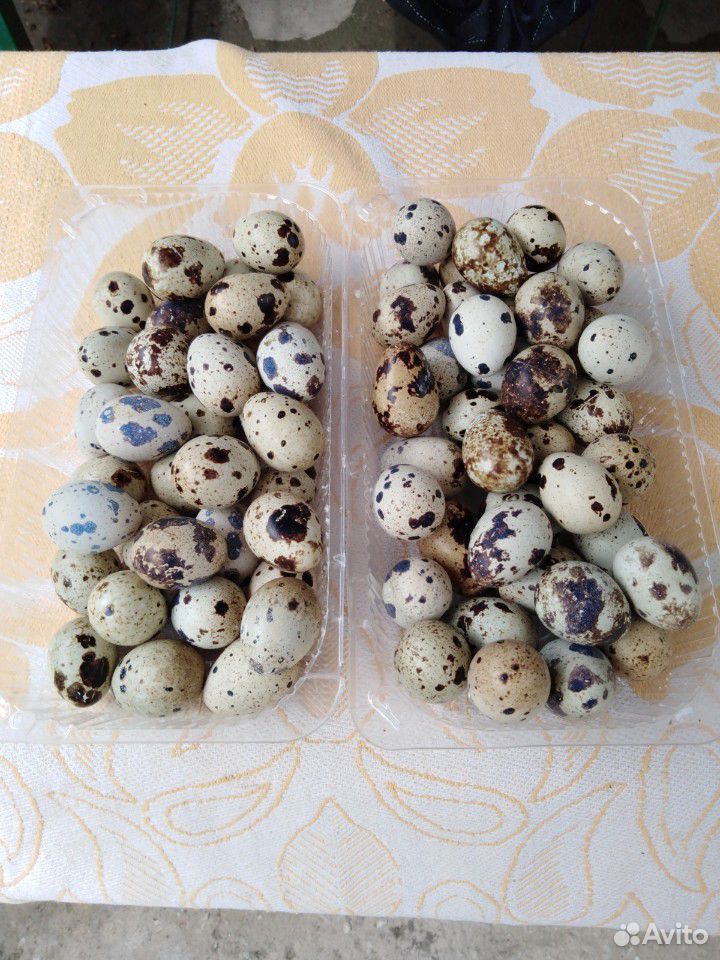 Яйца перепелиные тихасец фараон манжурцы купить на Зозу.ру - фотография № 2