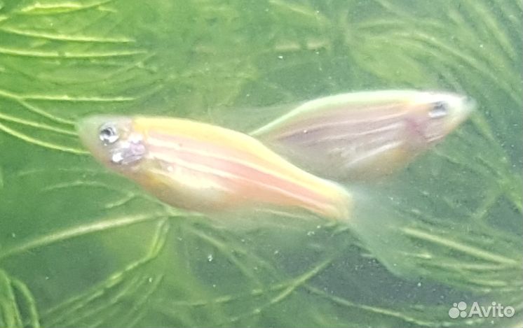 Рыбаданио GLO fish - светящиеся, флуоресцентные купить на Зозу.ру - фотография № 7