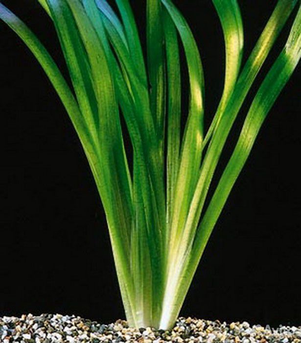 Валлиснерия гигантская-аквариумное растение купить на Зозу.ру - фотография № 1