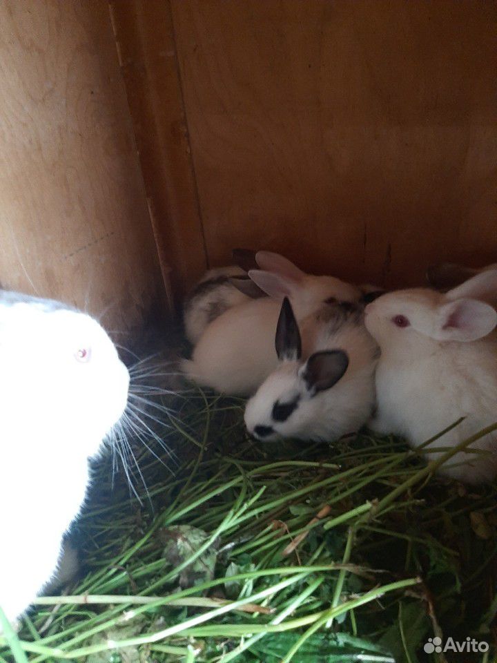 Кролики (Бабочки, чисто белые) купить на Зозу.ру - фотография № 9
