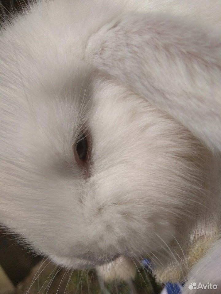 Крольчата породы Французский Баран, голубоглазые купить на Зозу.ру - фотография № 1