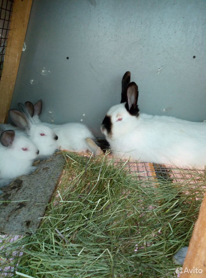 Кролики брольерных пород Нзб, клф купить на Зозу.ру - фотография № 6