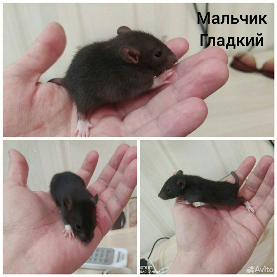Крысята декоративные купить на Зозу.ру - фотография № 3