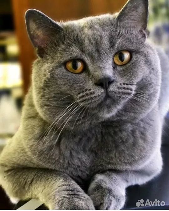 Шотландский котенок купить на Зозу.ру - фотография № 3