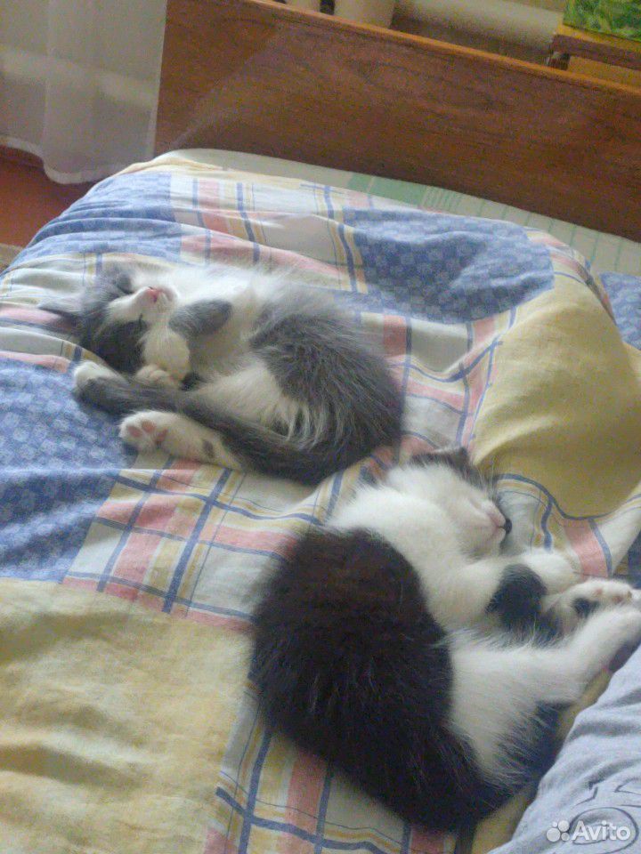 Котята в добрые руки 2.5 месяца купить на Зозу.ру - фотография № 3