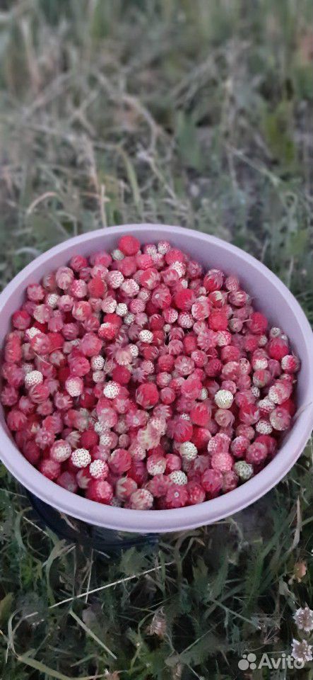 Лесная ягода купить на Зозу.ру - фотография № 1