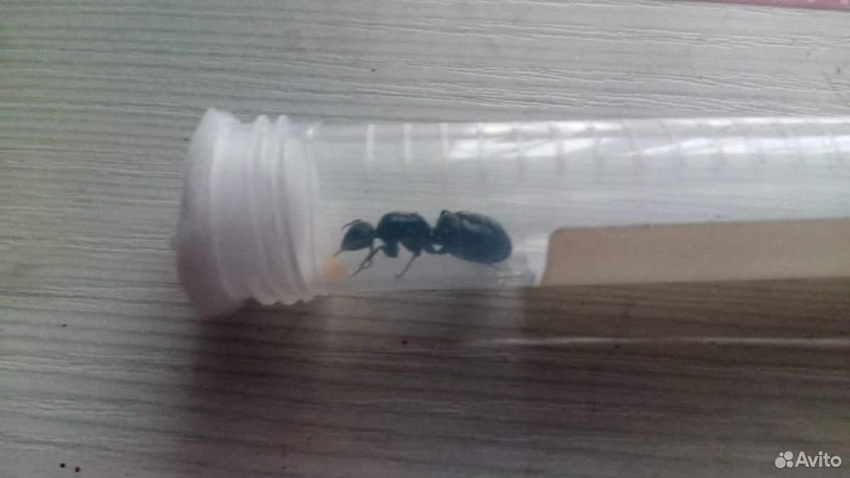 Матка с расплодом Camponotus saxatilis (сахалински купить на Зозу.ру - фотография № 1