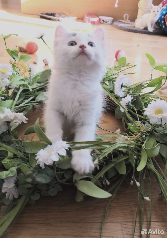 Очень красивая кошечка котёнок в добрые руки купить на Зозу.ру - фотография № 5