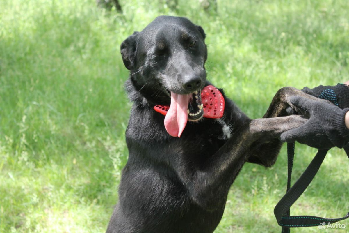 Активный молодой пёс Барт в добрые руки купить на Зозу.ру - фотография № 9
