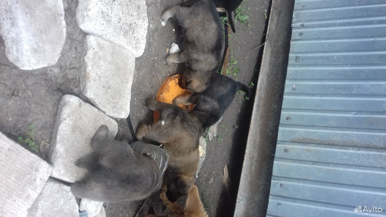 6 бездомных щенков ищут добрых хозяев купить на Зозу.ру - фотография № 1