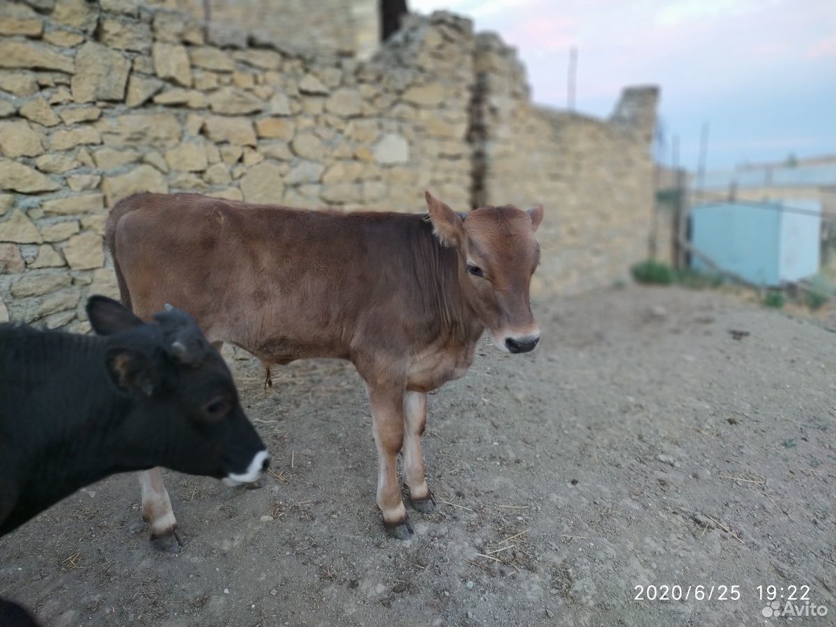 Корова и 3 бычка купить на Зозу.ру - фотография № 3