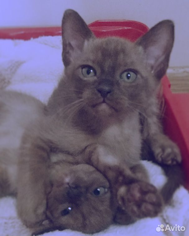 Бурманские котята купить на Зозу.ру - фотография № 1