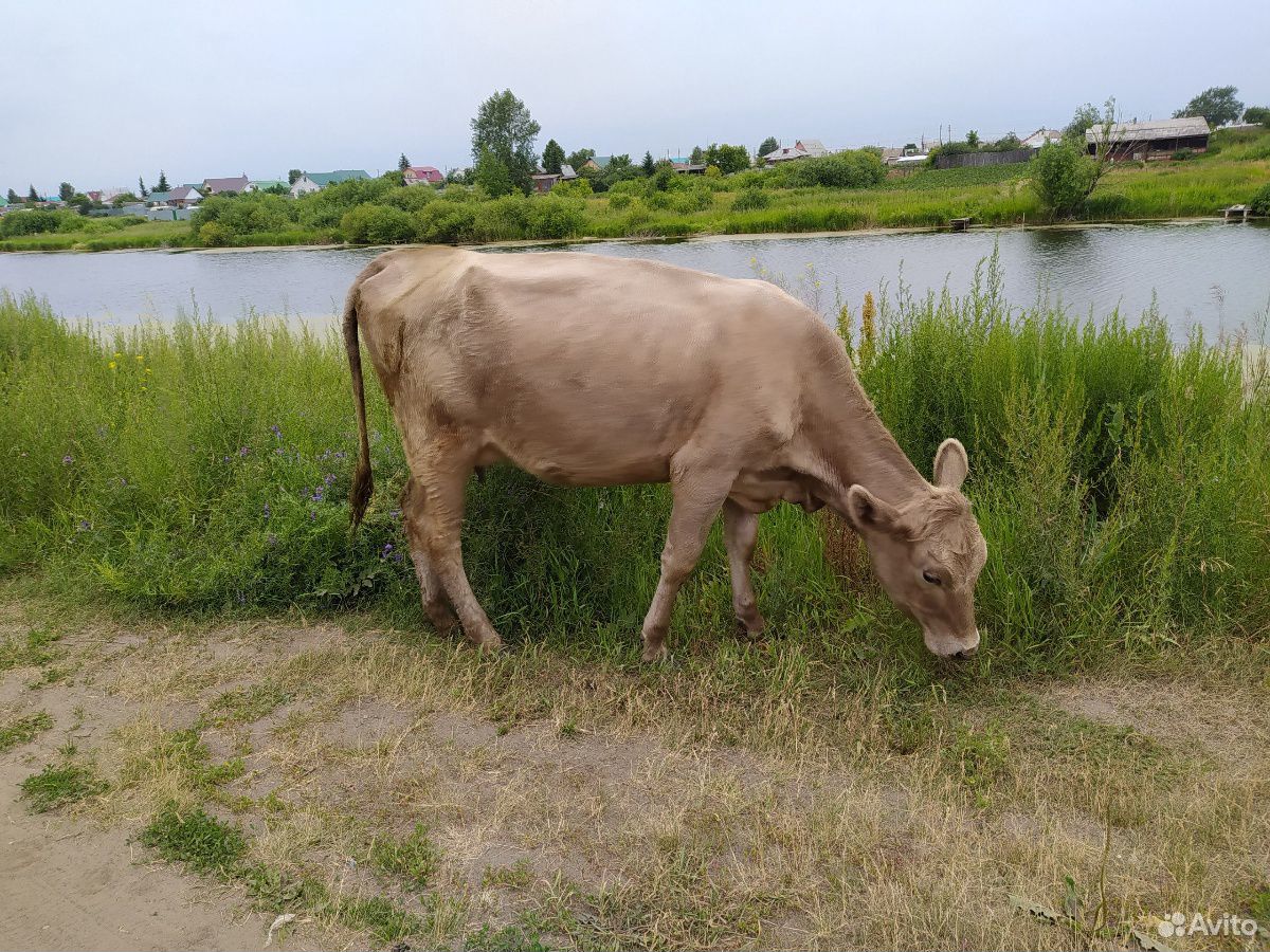 Корова, бык купить на Зозу.ру - фотография № 1