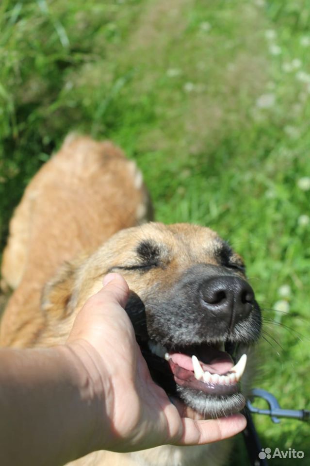 Отдаем небольшую добрую собаку в добрые руки купить на Зозу.ру - фотография № 10