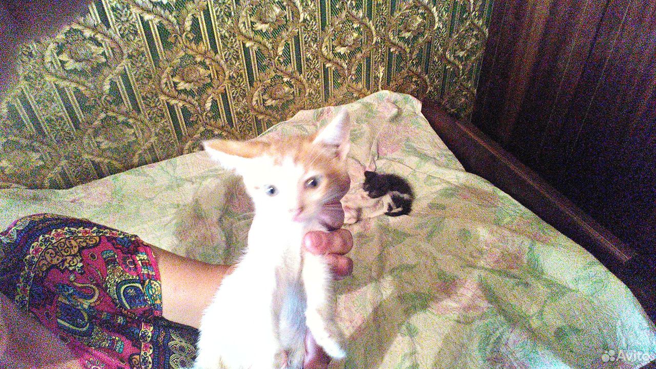 Отдадим котят в добрые руки купить на Зозу.ру - фотография № 3