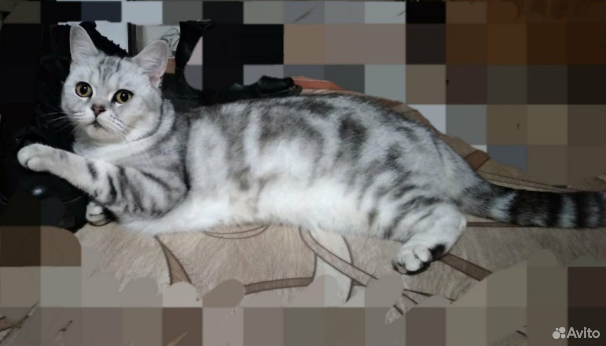 Шотланская кошка купить на Зозу.ру - фотография № 2
