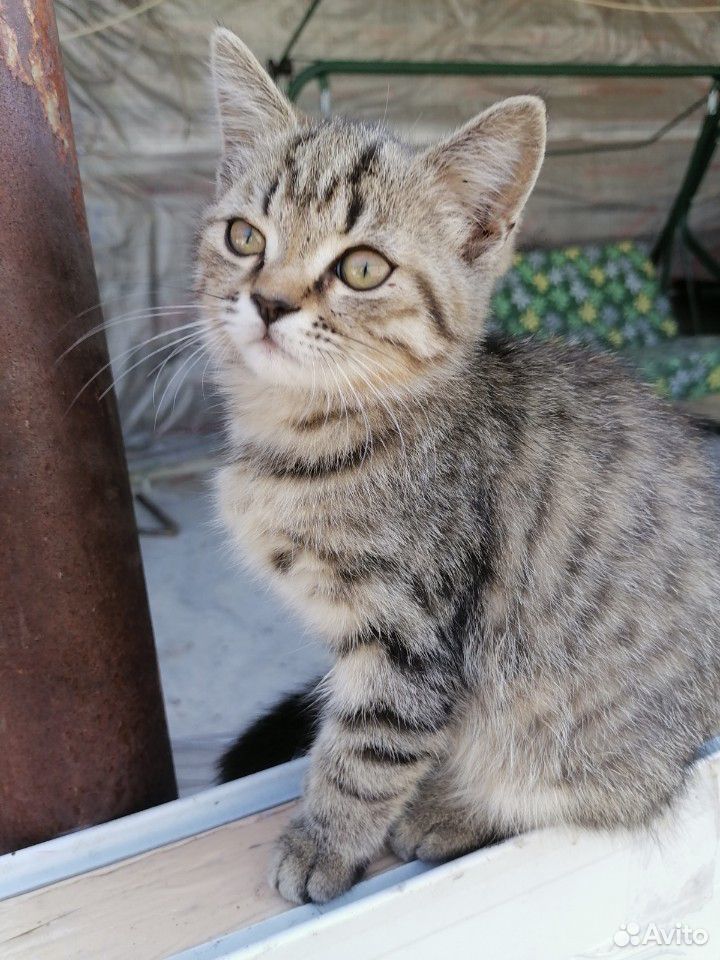 Котики от Шотландской кошки, 3 месяца, к лотку при купить на Зозу.ру - фотография № 9