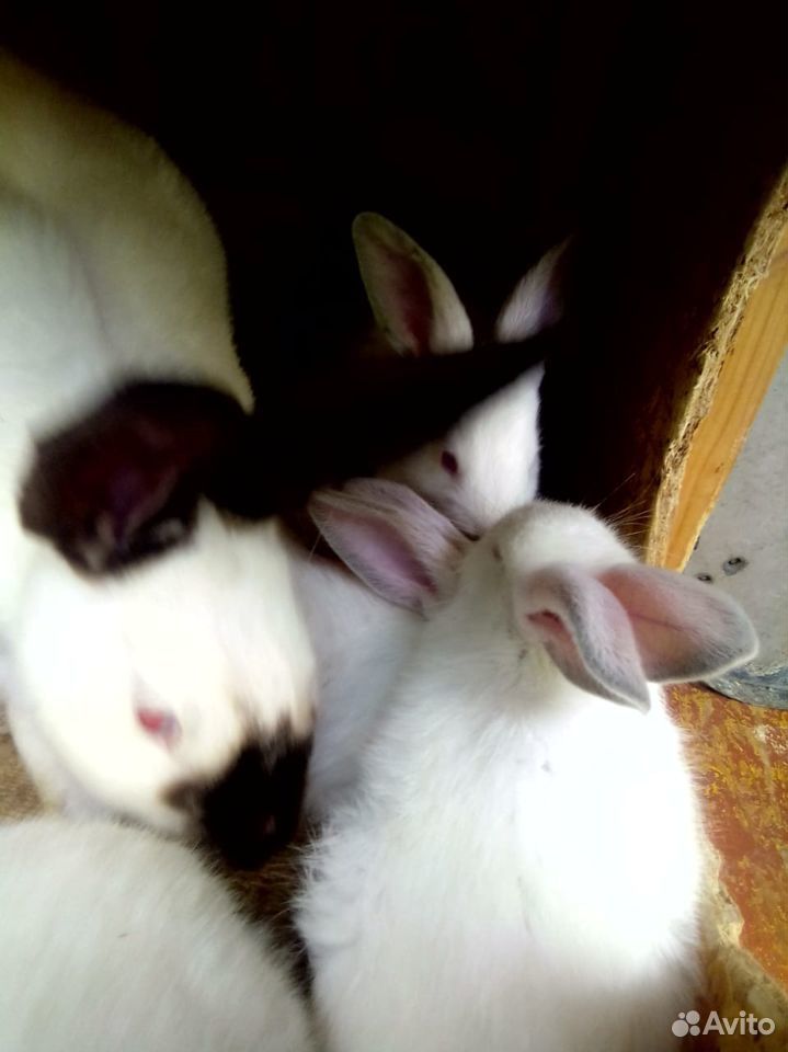 Кролики, крольчата месячные купить на Зозу.ру - фотография № 3