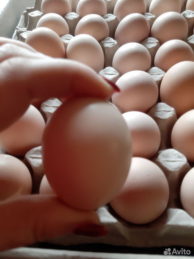 Инкубационное яйцо бройлеров купить на Зозу.ру - фотография № 1