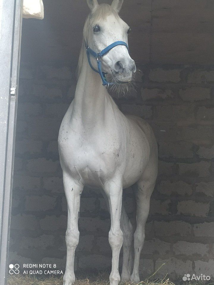 Чистокровная арабская лошадь. с красным паспортом купить на Зозу.ру - фотография № 9
