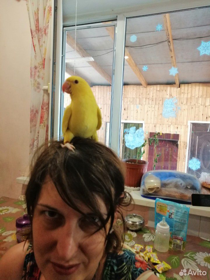Ожереловый попугай. выкормышь купить на Зозу.ру - фотография № 2