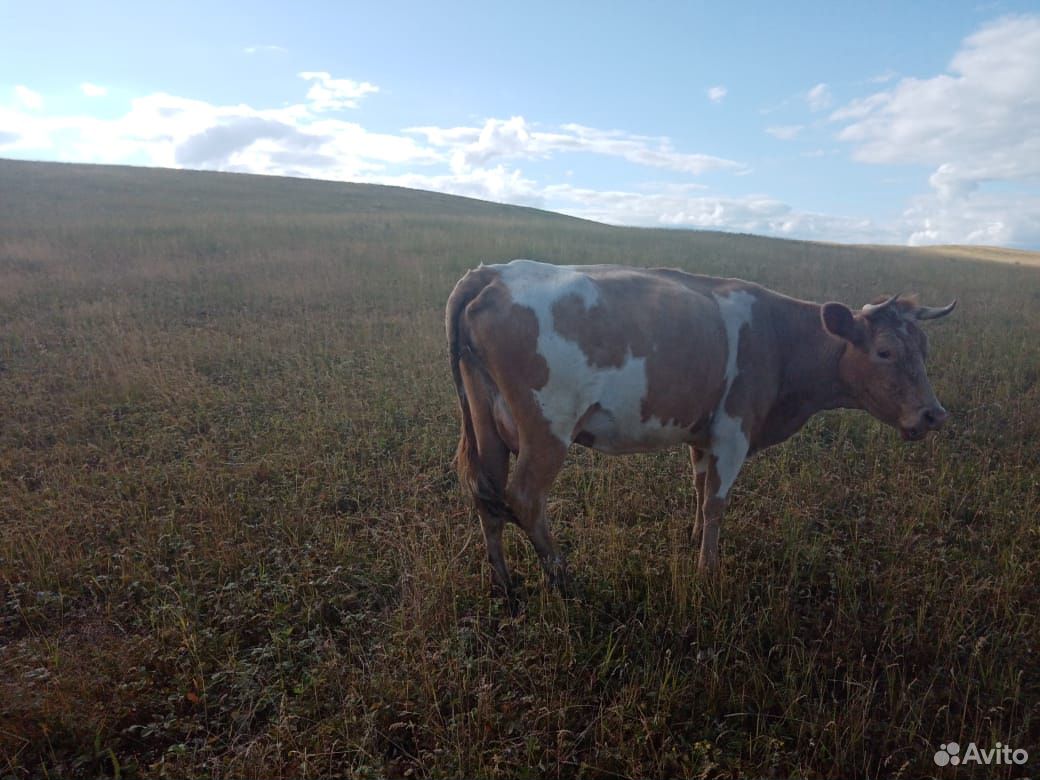 Продам корову с теленком можно по отдельности купить на Зозу.ру - фотография № 2