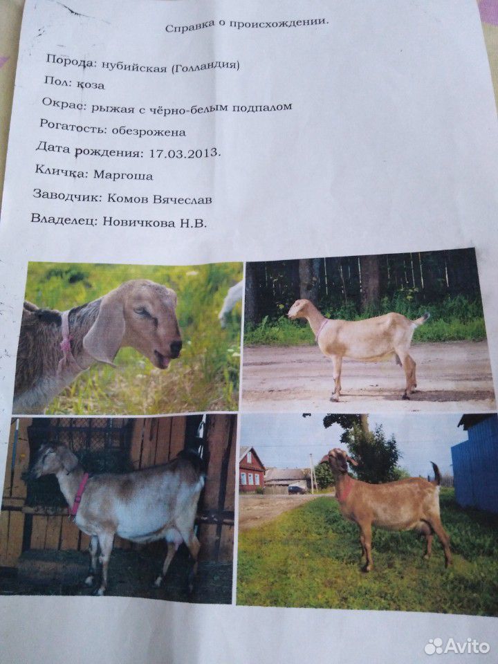 Англо-нубийский козёл купить на Зозу.ру - фотография № 6