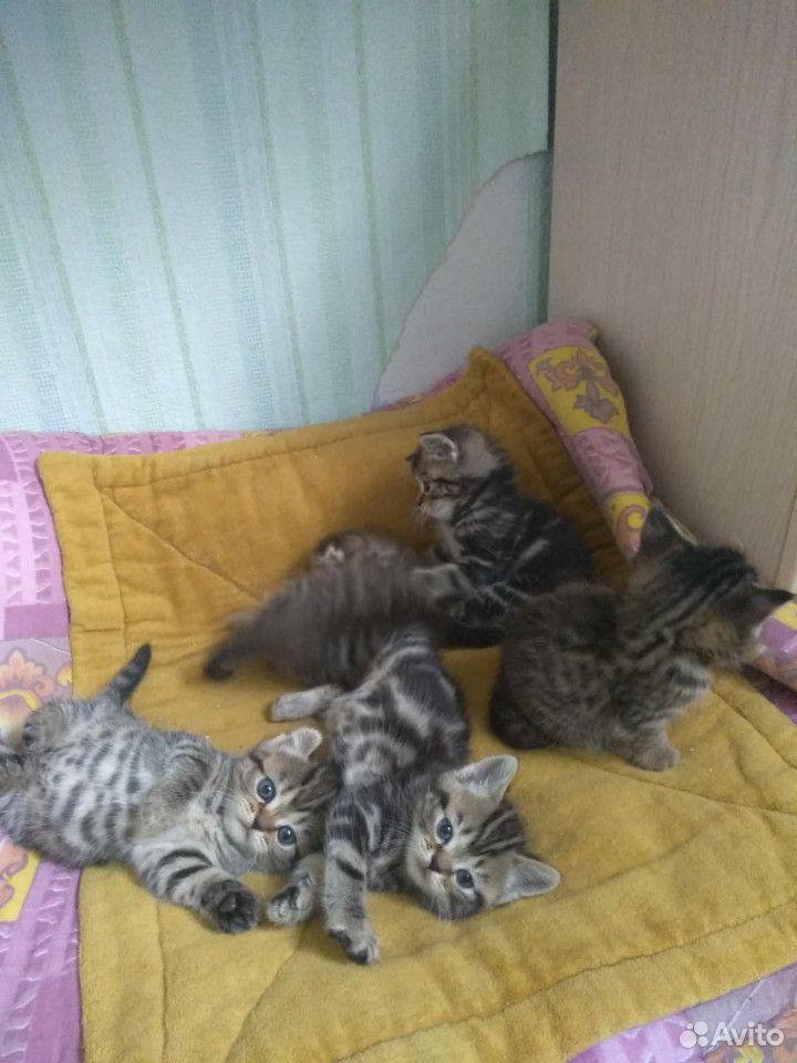 Веселые игривые котята ждут своих хозяев купить на Зозу.ру - фотография № 4