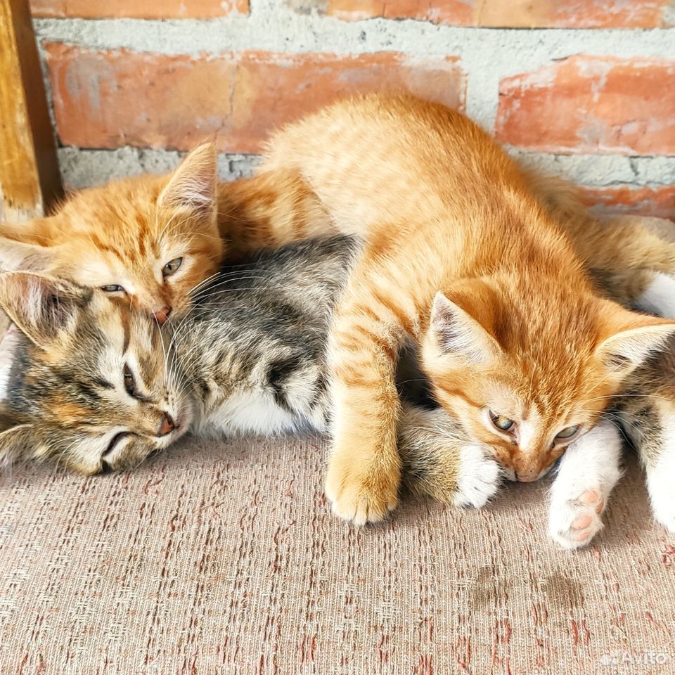 Два рыжих котёнка купить на Зозу.ру - фотография № 5