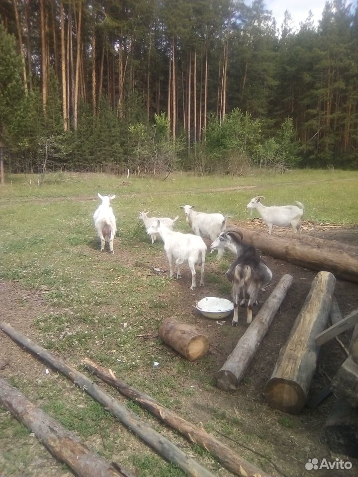 Двойные козы и козлята купить на Зозу.ру - фотография № 1