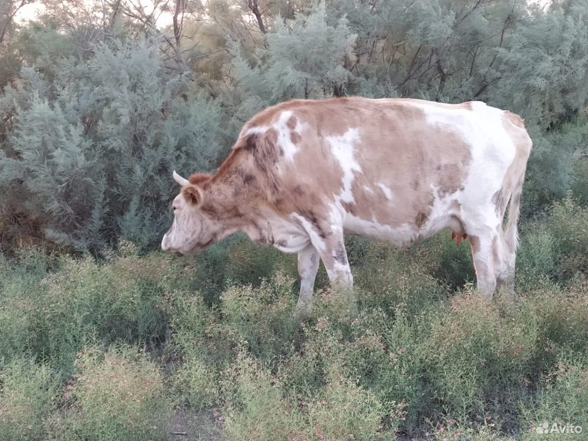 Корова с теленкой купить на Зозу.ру - фотография № 1