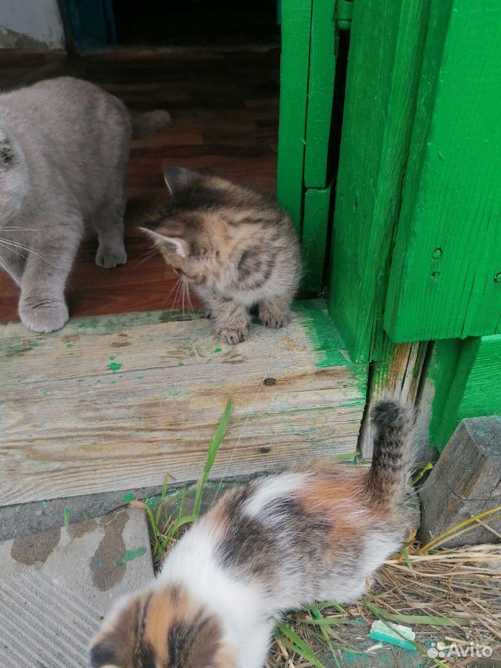 Котята (девочки) купить на Зозу.ру - фотография № 5