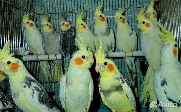 Продам корелл и других попугаев купить на Зозу.ру - фотография № 1