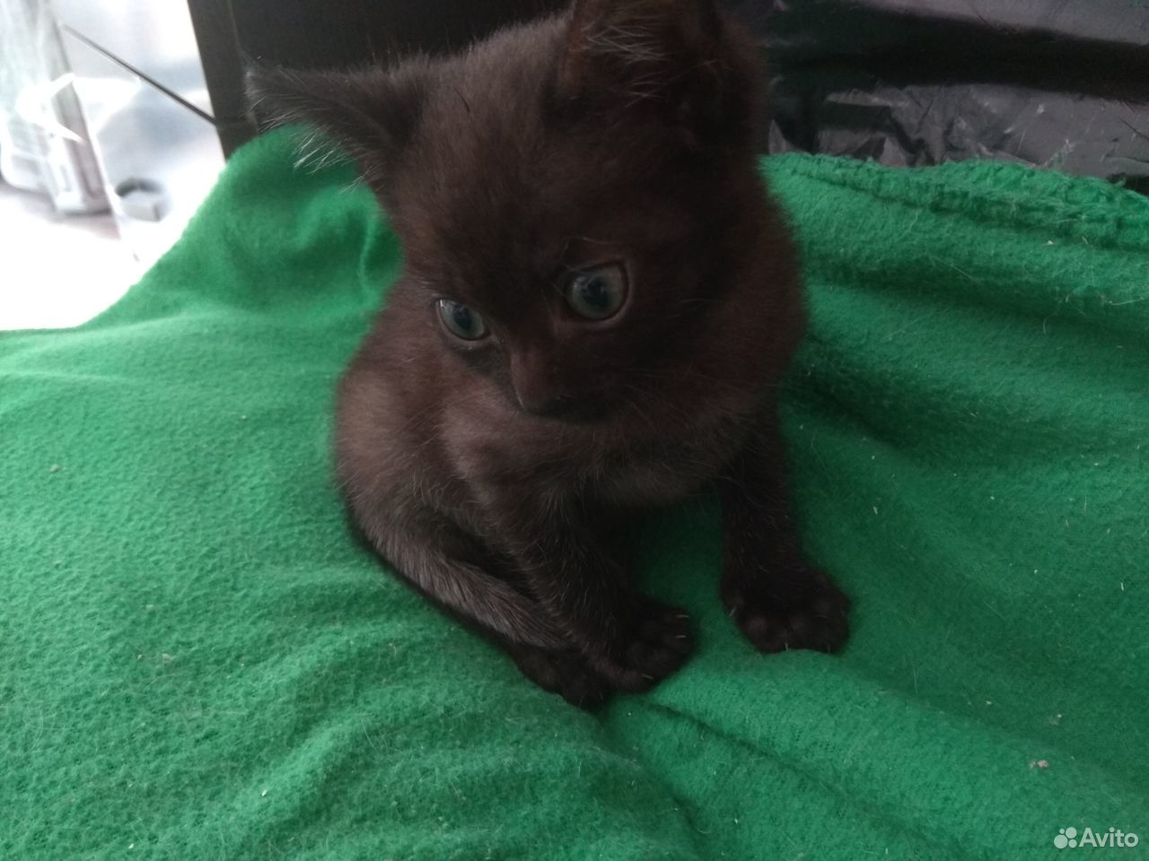 Черный котенок. Мальчик 2 месяца купить на Зозу.ру - фотография № 2
