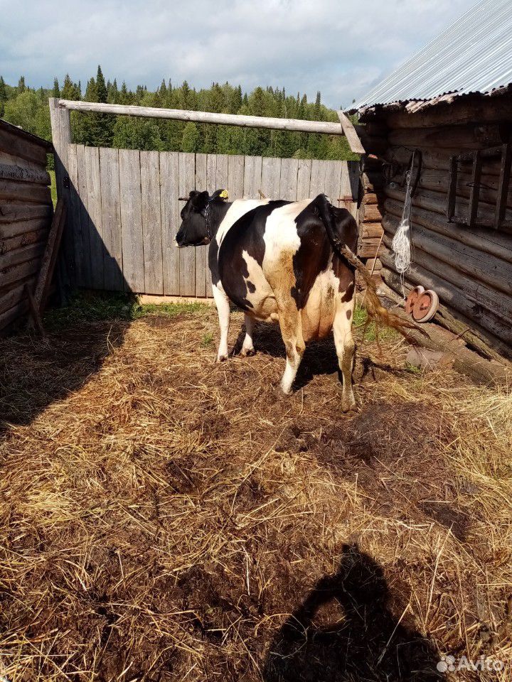 Корова, 2 быка, бычки купить на Зозу.ру - фотография № 3