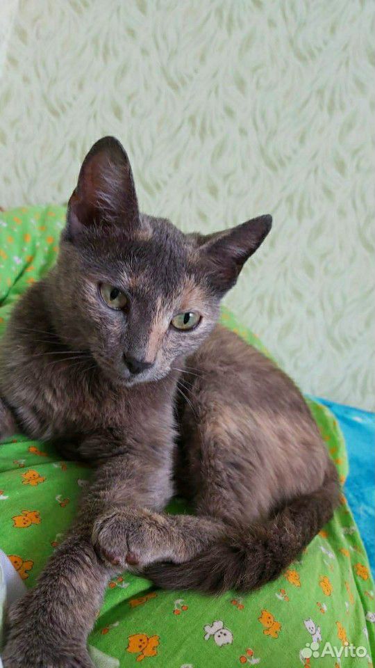Кошка 10 месяцев стерилизована купить на Зозу.ру - фотография № 5
