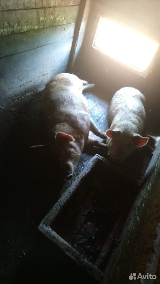 Продаю трёх свиней, породы русская белая, их отец купить на Зозу.ру - фотография № 1