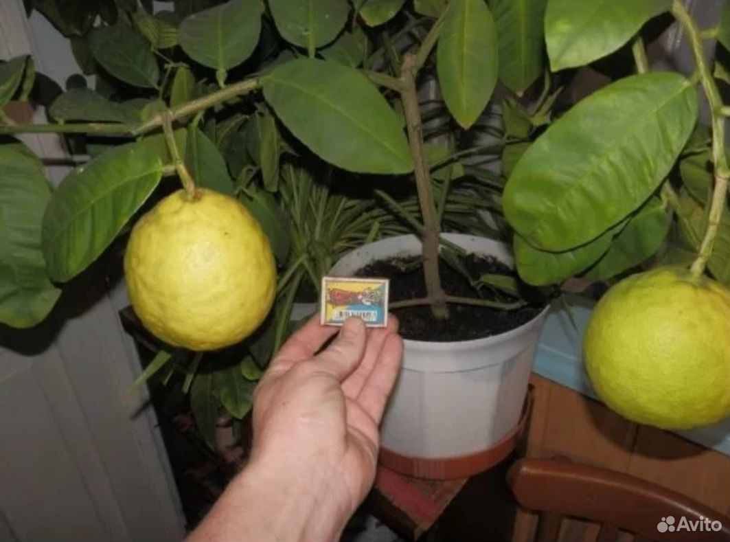Лимон(саженцы) купить на Зозу.ру - фотография № 7