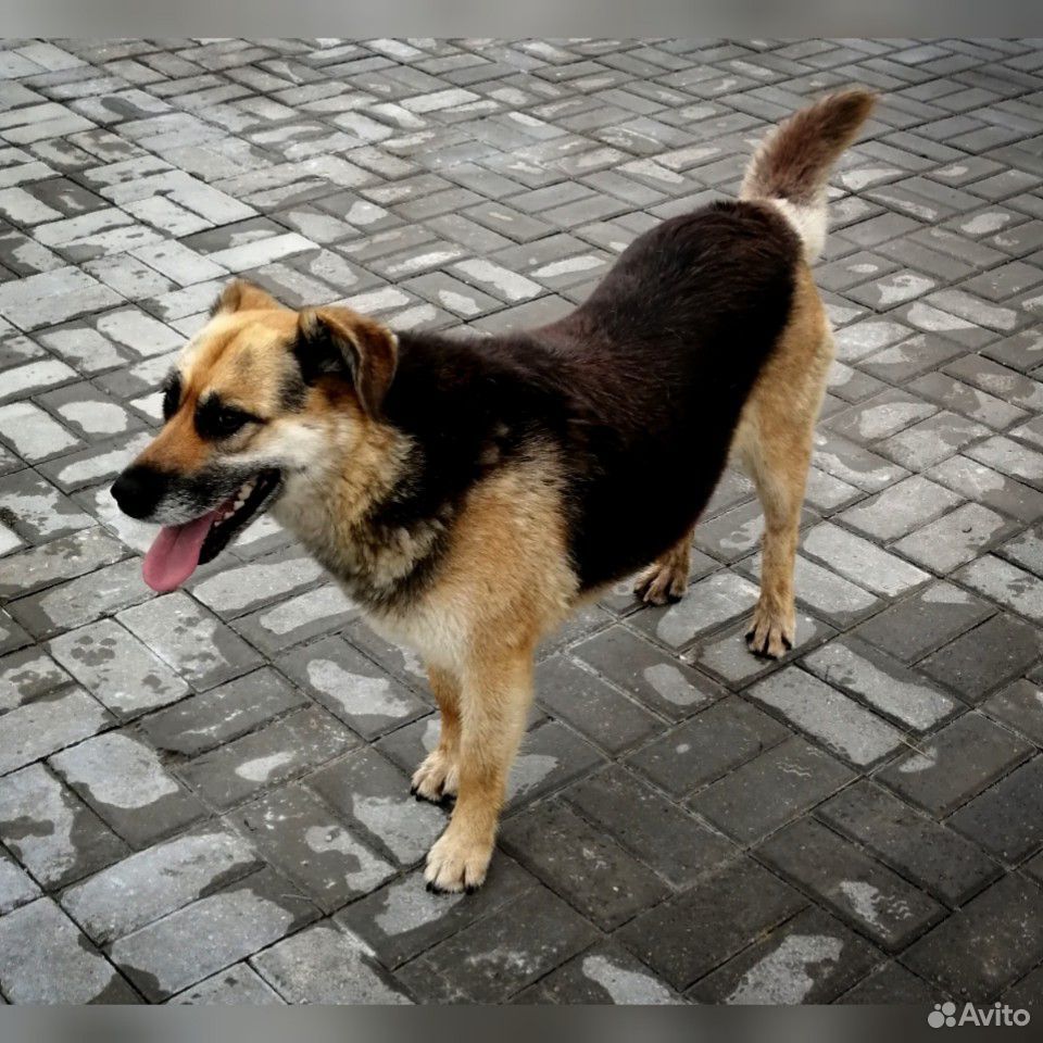 Собака-улыбака купить на Зозу.ру - фотография № 3