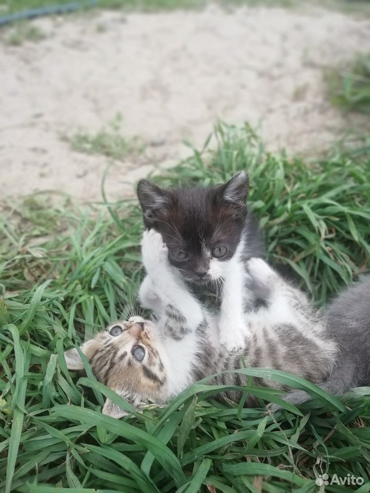 Котята от Британской кошки купить на Зозу.ру - фотография № 1