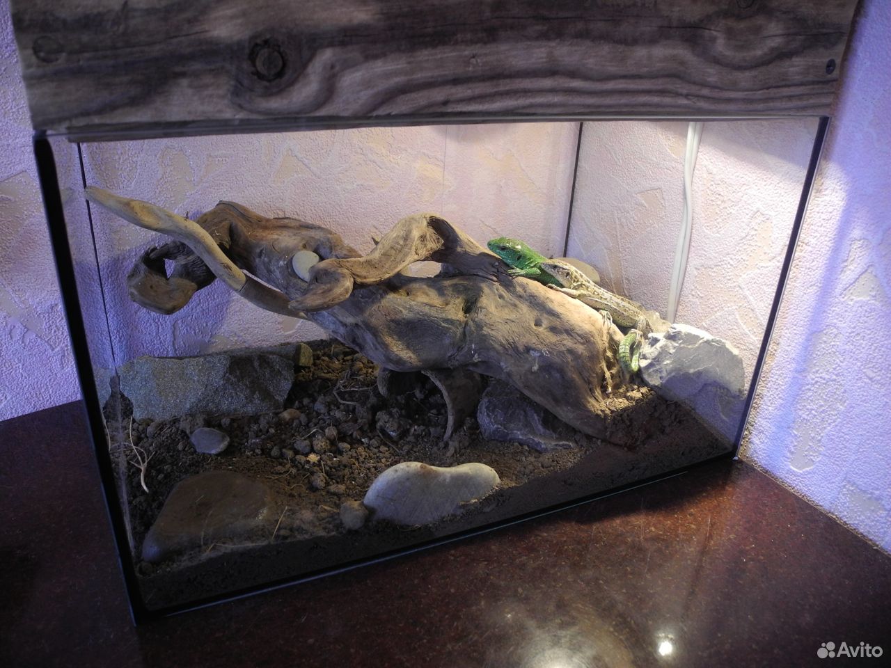 Террариум с ящерками купить на Зозу.ру - фотография № 4