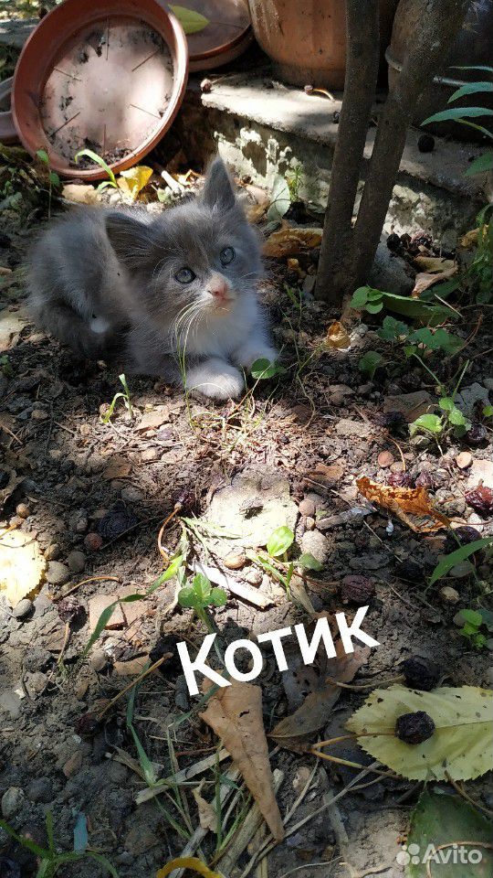 Пушистые котята от мамы мышеловки ищут заботливых купить на Зозу.ру - фотография № 5